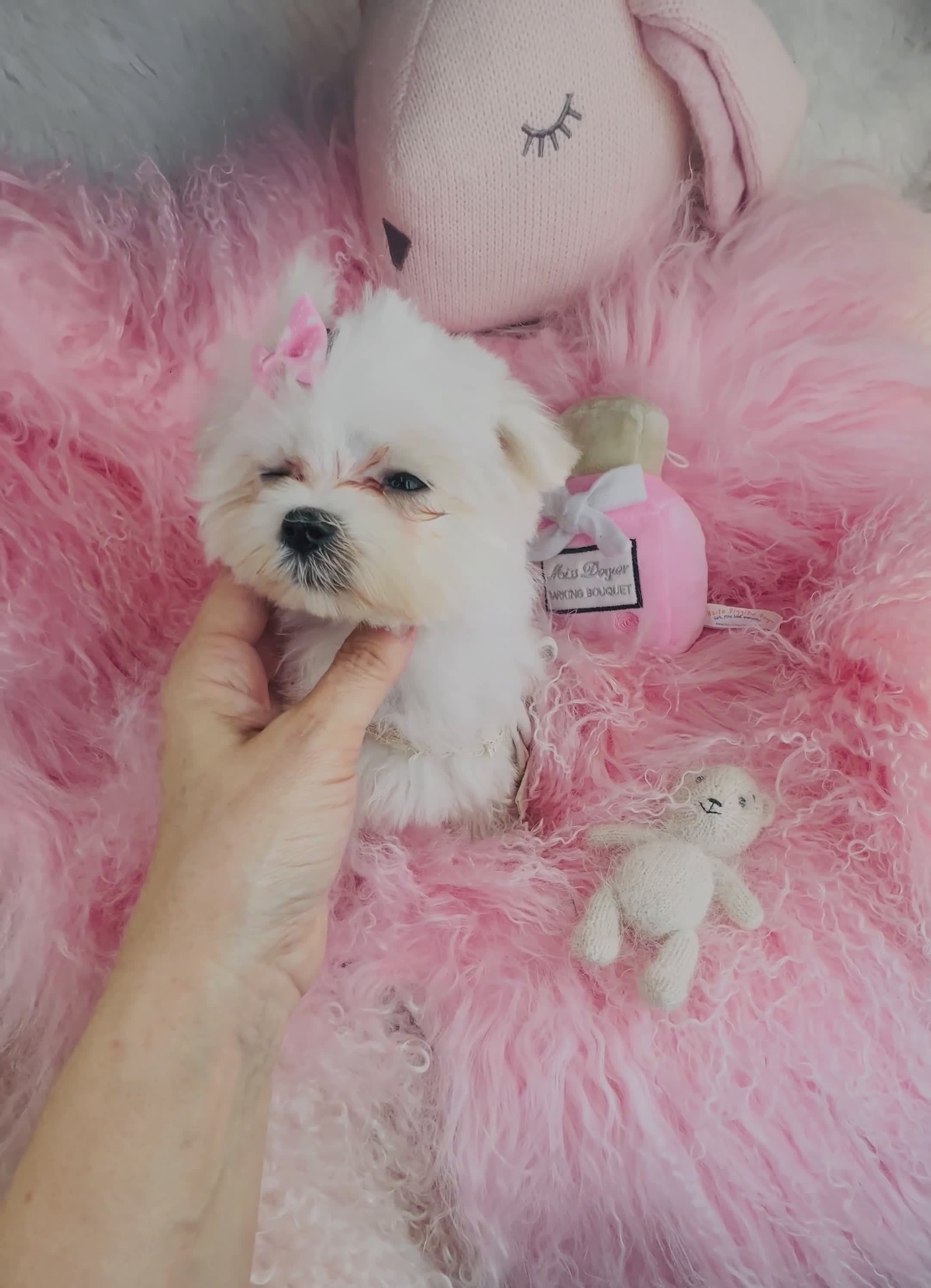 Maltese dogs for sale: Maltese Puppy 1 - Video 1