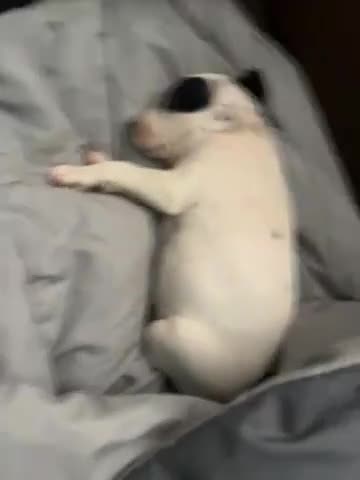 American Bully dogs for sale: American Bully 1 - Video 1