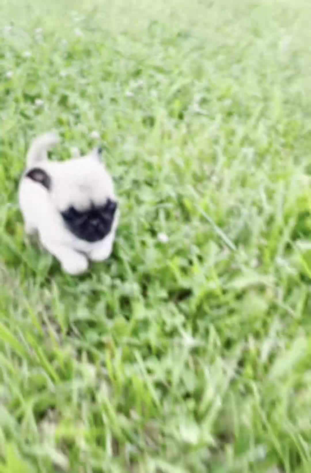 Pug dogs for sale: Bolt Akc - Video 1