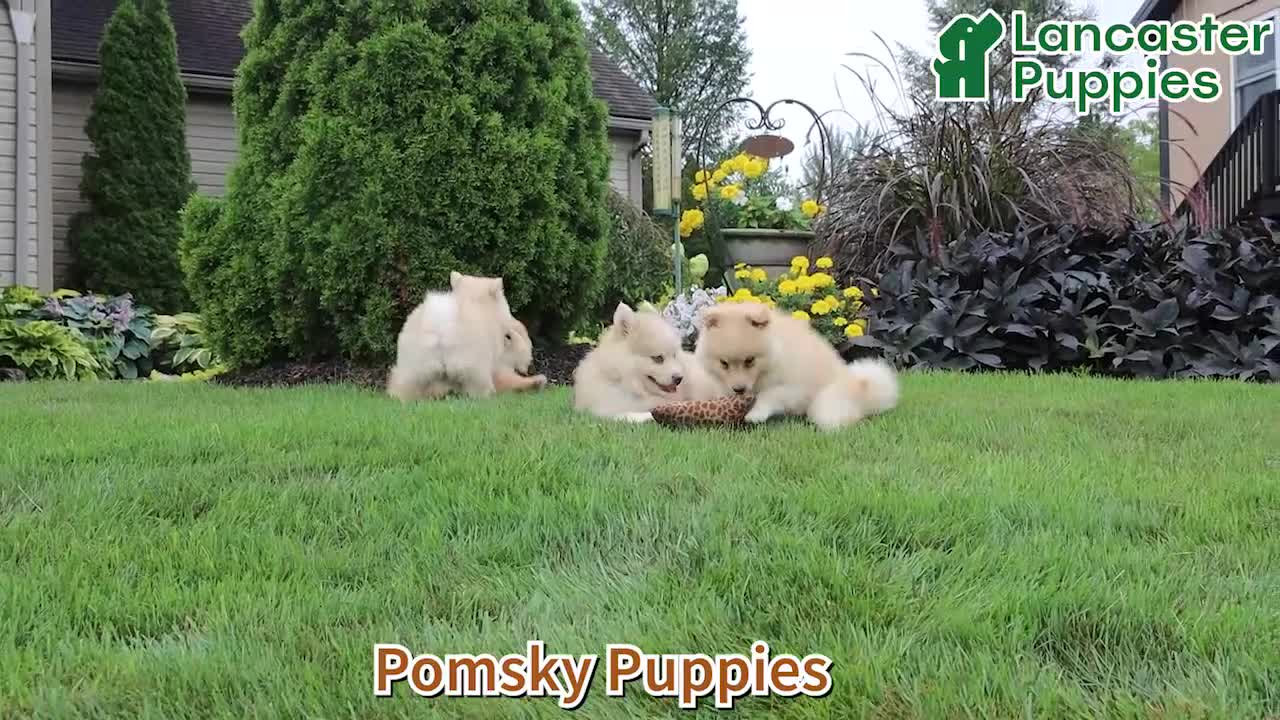 Pomsky dogs for sale: Sully - Video 1