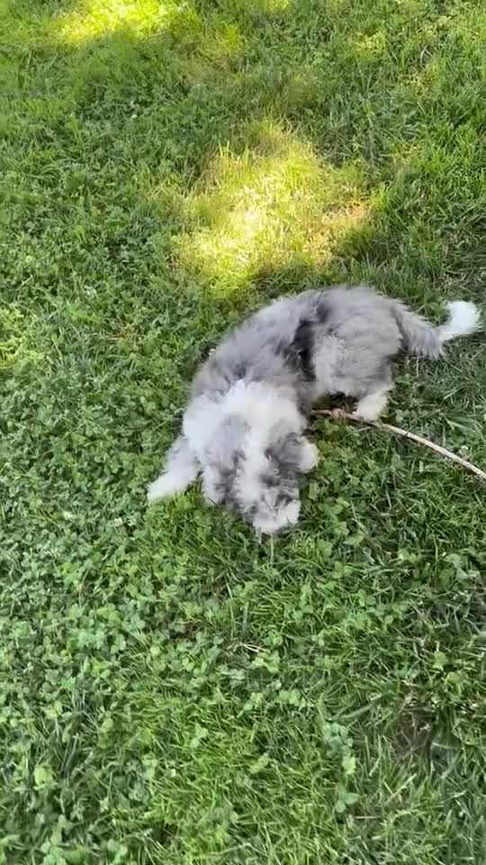 Mixed Breed dogs for sale: Schnoodle Corgi-Poo Hybrid  - Video 1