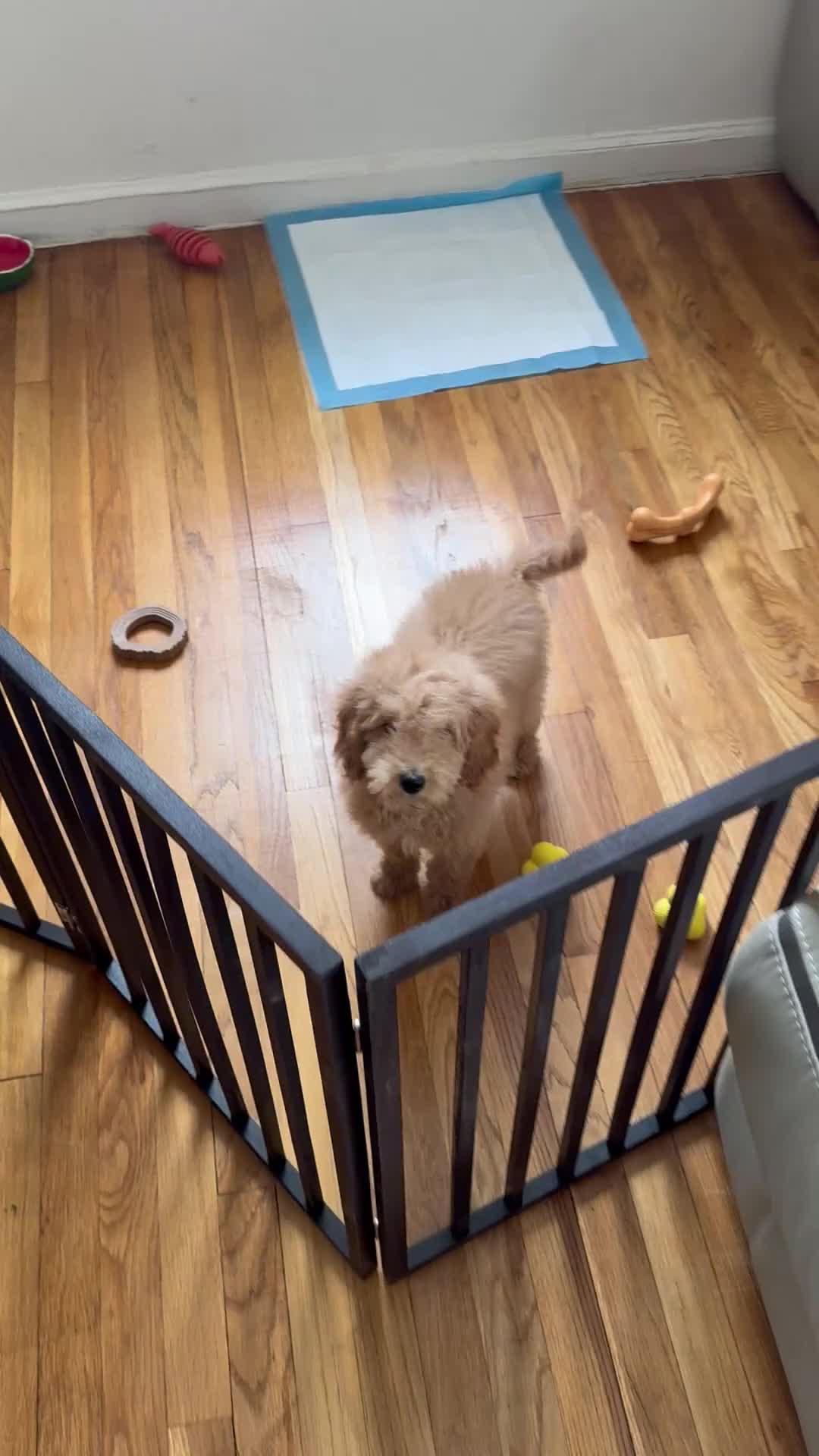 Miniature Poodle dogs for sale: Miniature Poodle Puppy 1 - Video 1