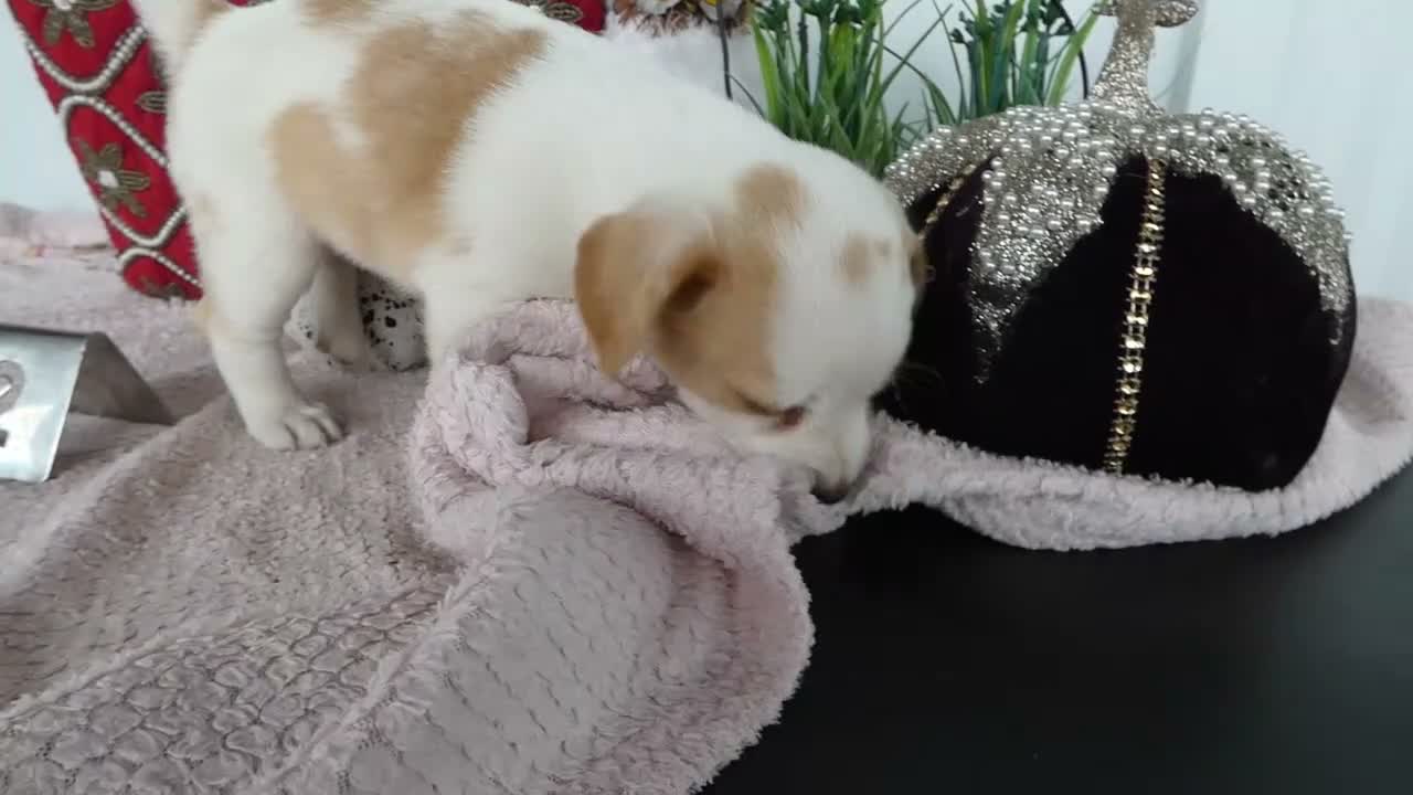 Chorkie dogs for sale: Chorkie 2 Carmel - Video 1