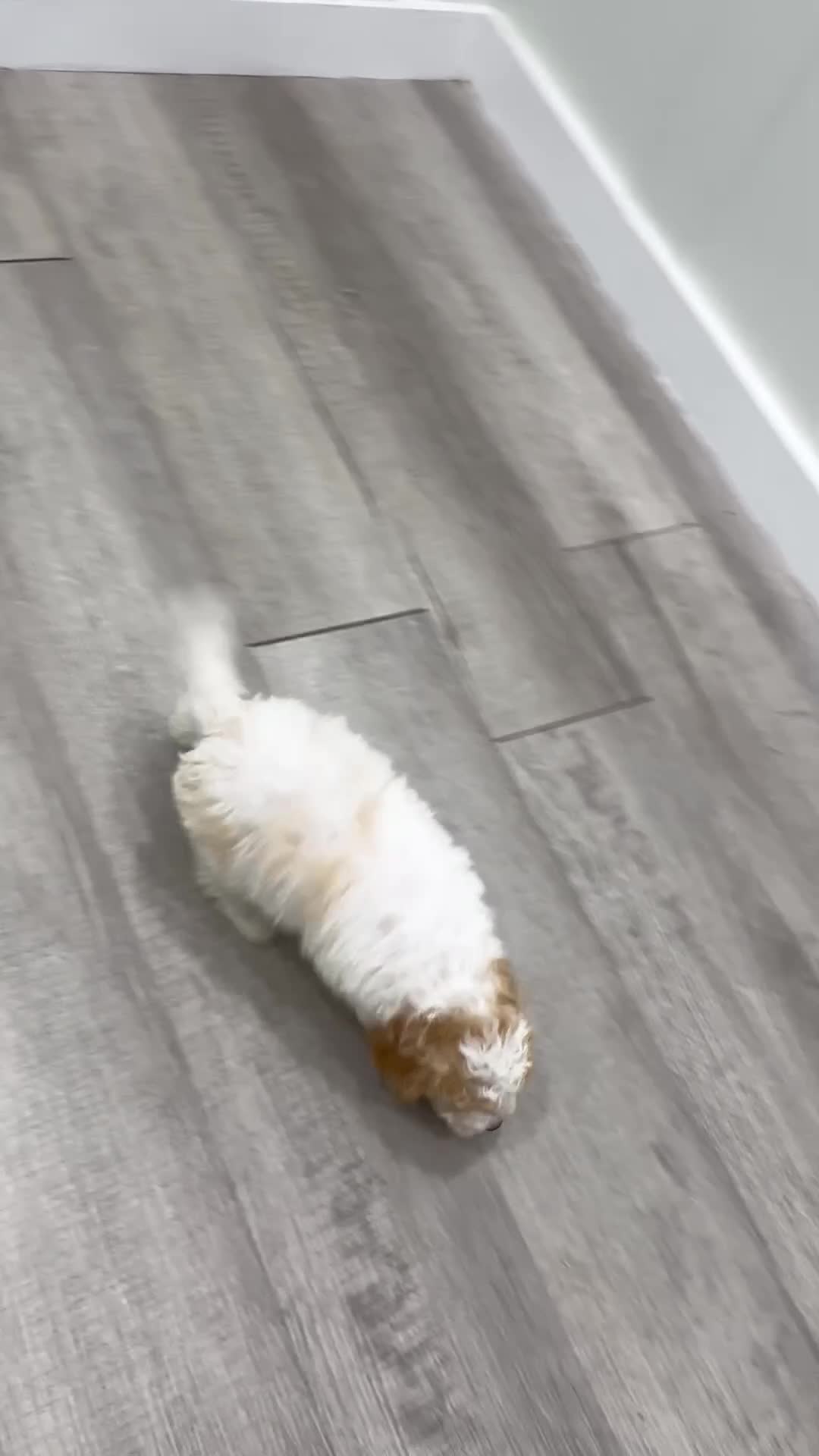 Cavapoo dogs for sale: Leo - Video 1