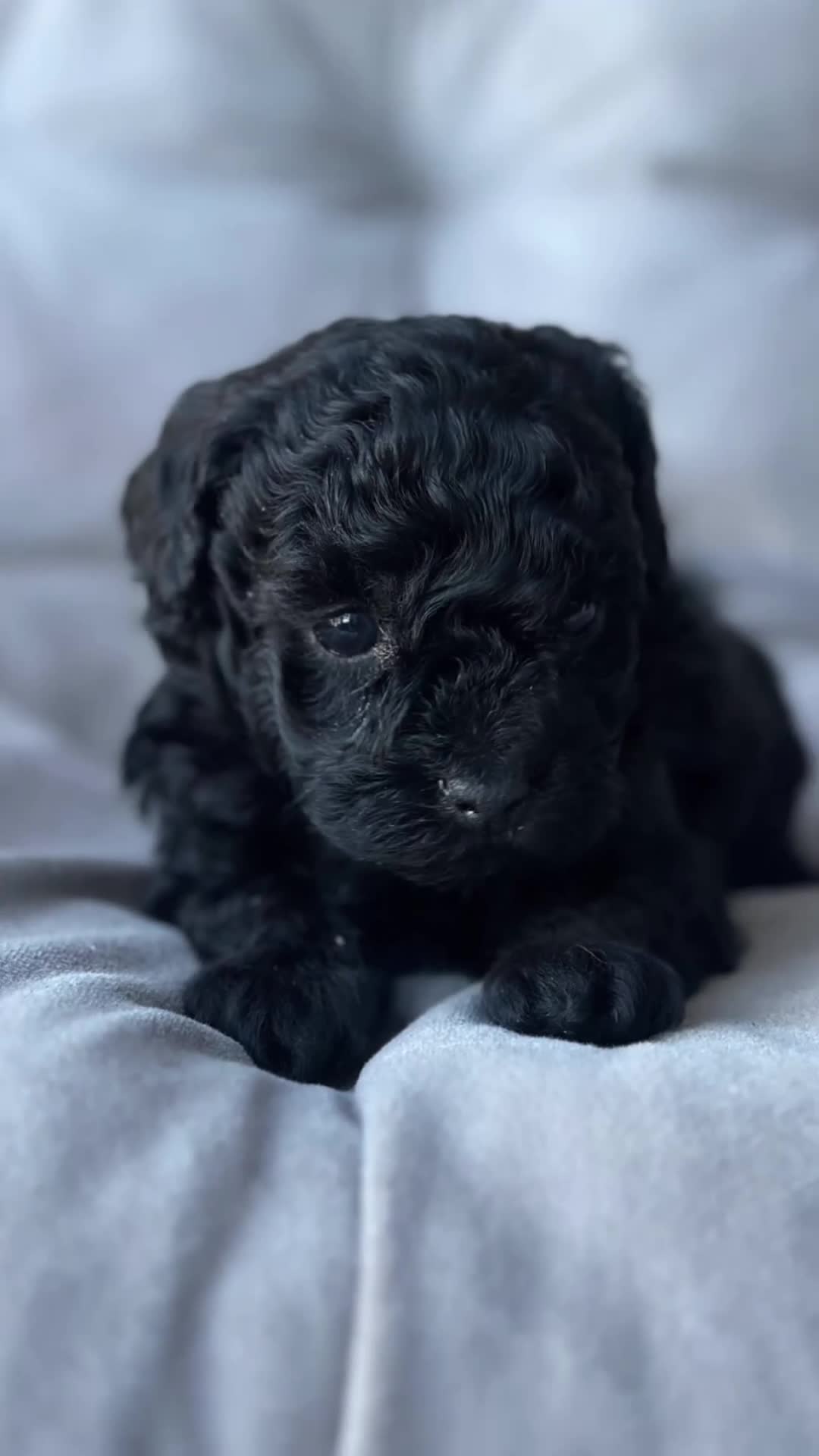 Toy Poodle dogs for sale: Storm - Video 3