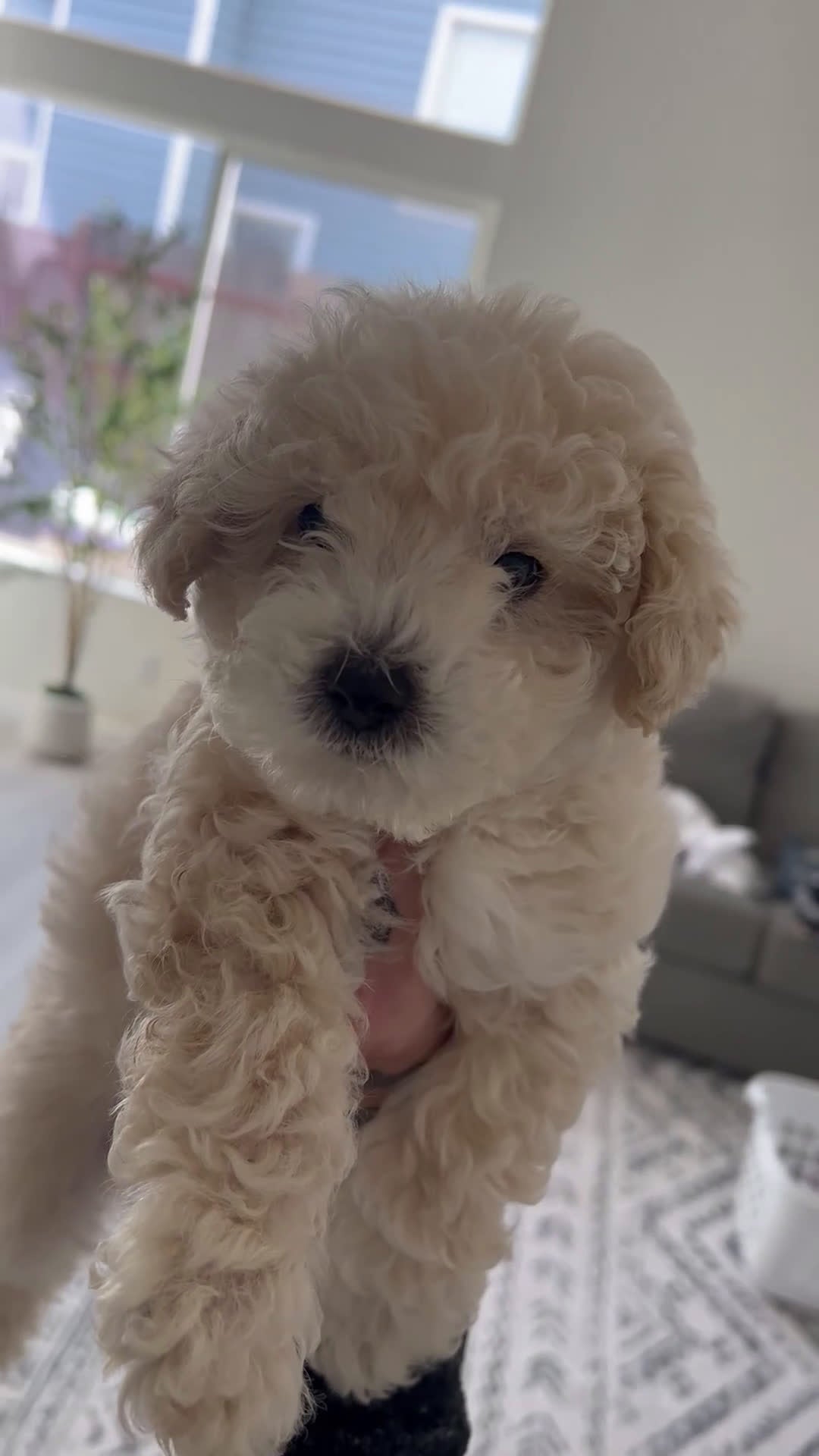 Toy Poodle dogs for sale: Teddy - Video 1