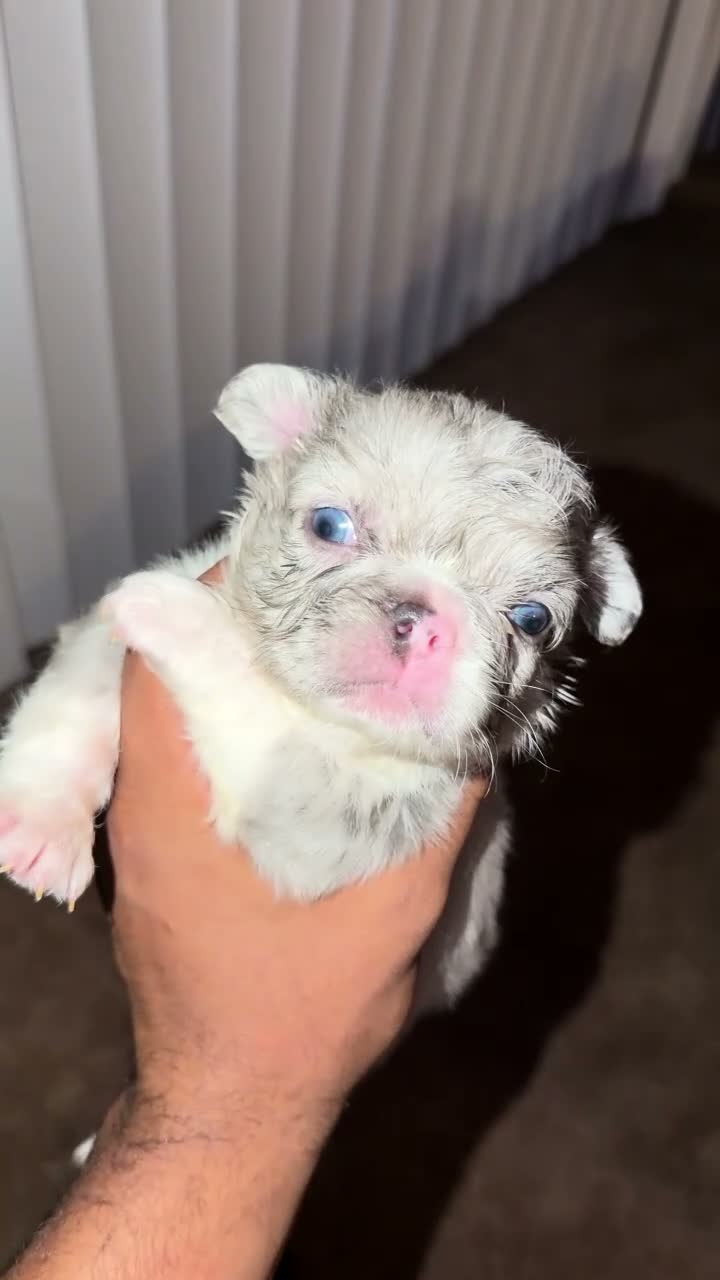 French Bulldog dogs for sale: Sandy - Video 2