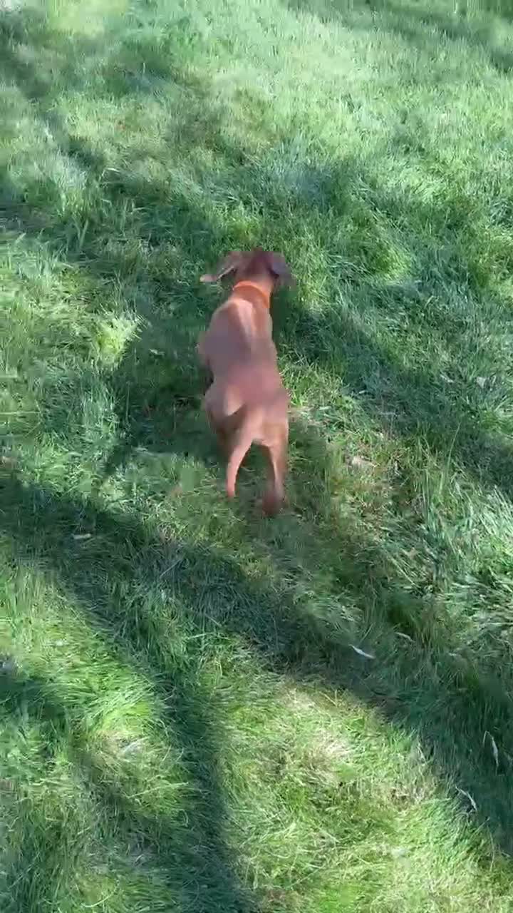 Rhodesian Ridgeback dogs for sale: Rhodesian Ridgeback 3 - Video 1