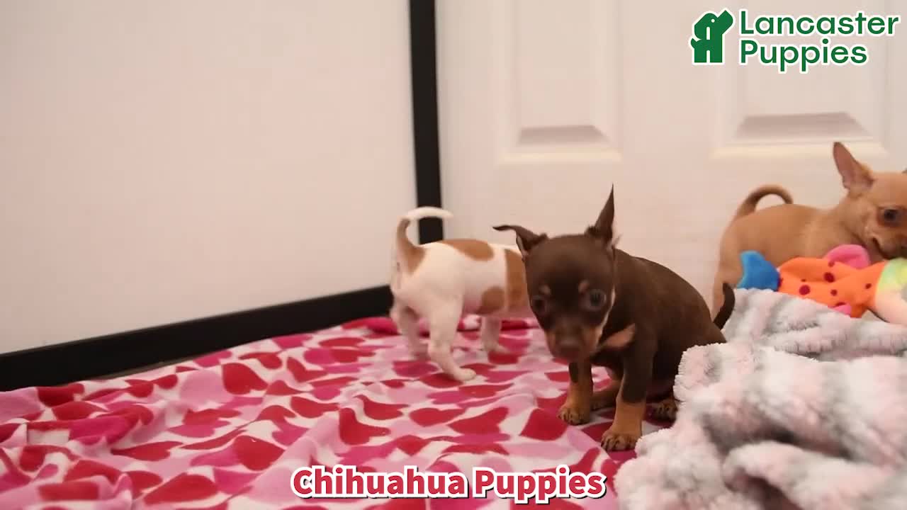Chihuahua dogs for sale: Lily - Video 1