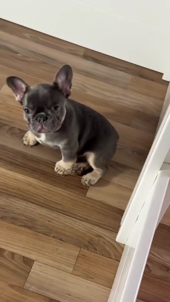 French Bulldog dogs for sale: Sweet Cashmere - Video 1