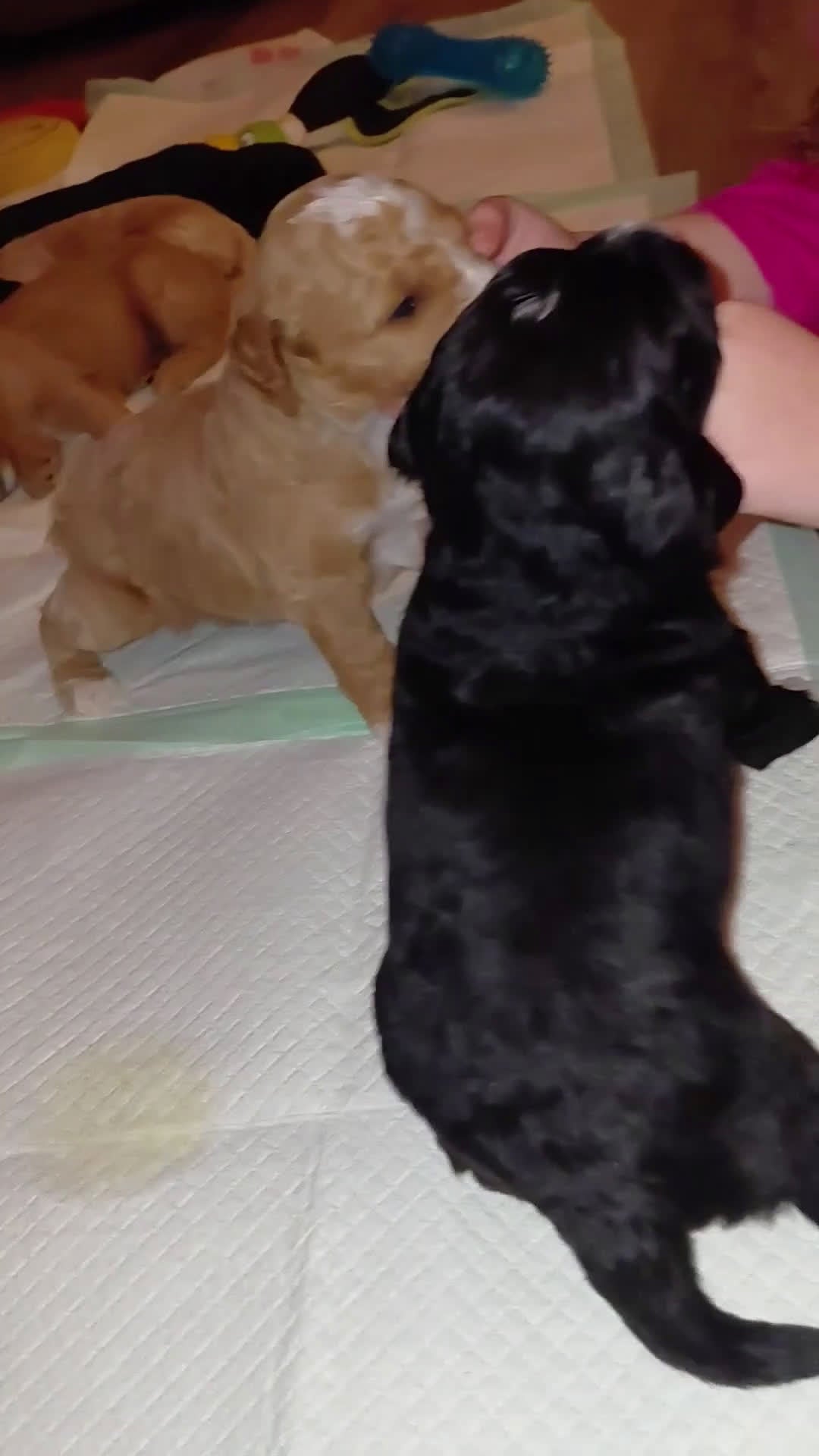 Mini Goldendoodle dogs for sale: Mini Goldendoodle (Max) - Video 3