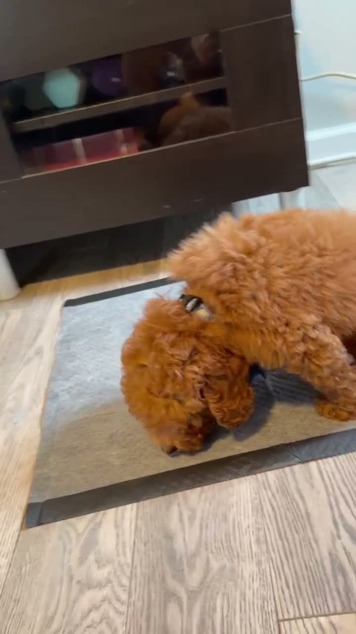 Toy Poodle dogs for sale: Gus - ACA Potty Trained Poodle  - Video 1