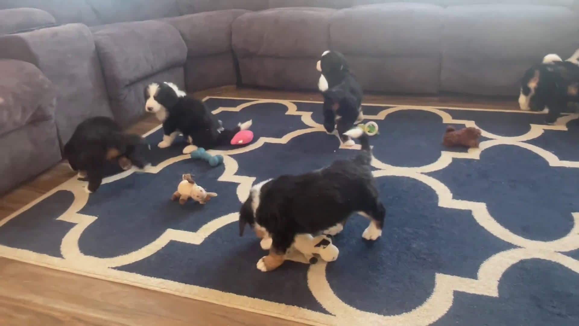 Bernedoodle dogs for sale: Ms. Vanessa - Video 1