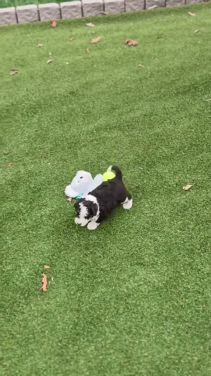 Aussiedoodle dogs for sale: Remy - Video 1