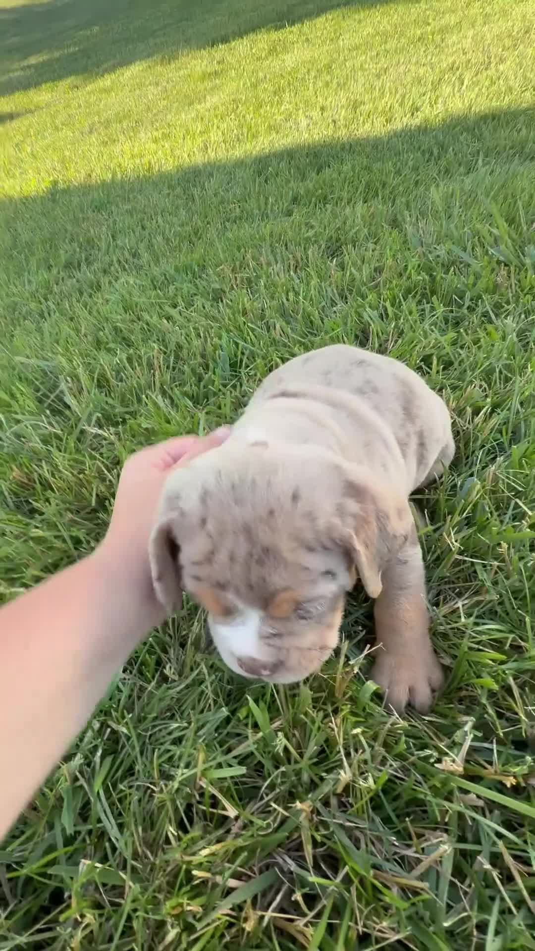 Beabull dogs for sale: Toby - Video 1