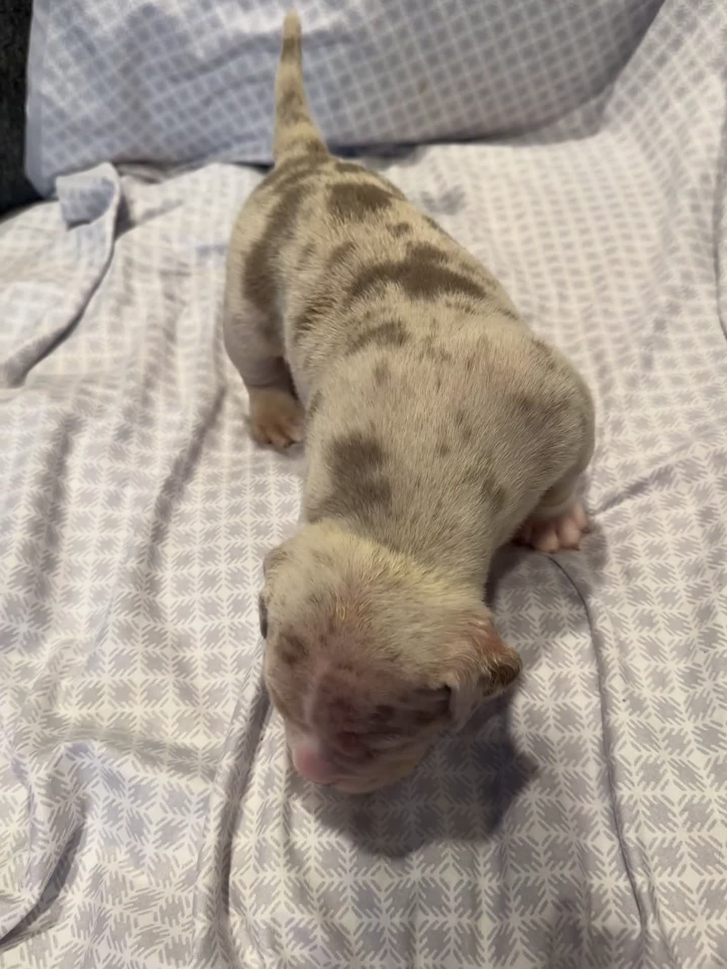American Bully dogs for sale: American Bully Puppy 2 - Video 1