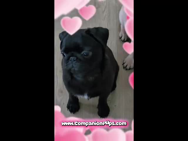Pug dogs for sale: 15 pound Sweetheart - Birch - Skip Early Puppy Stage! - Video 1