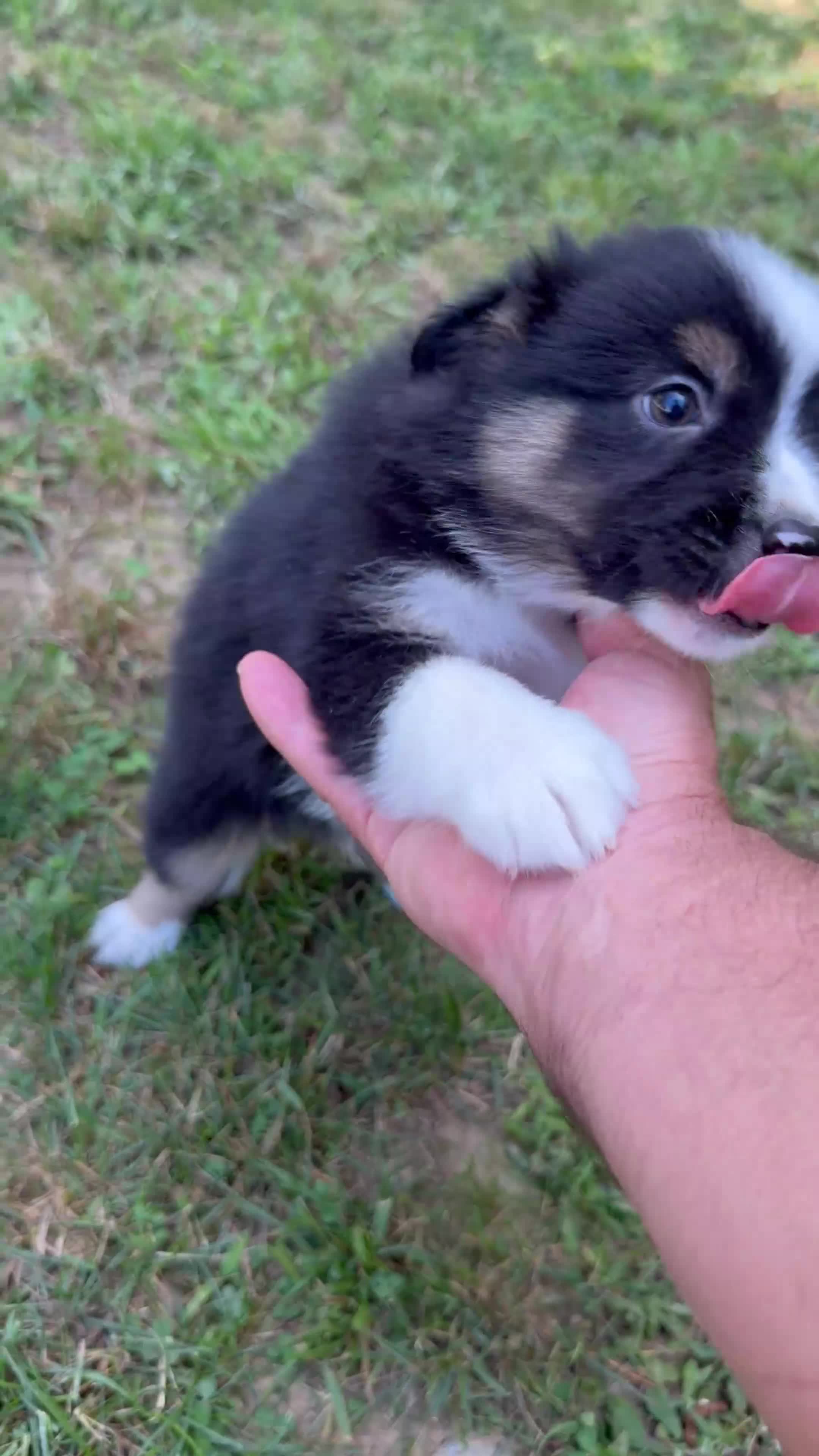 Australian Shepherd dogs for sale: Australian Shepherd Jason - Video 1