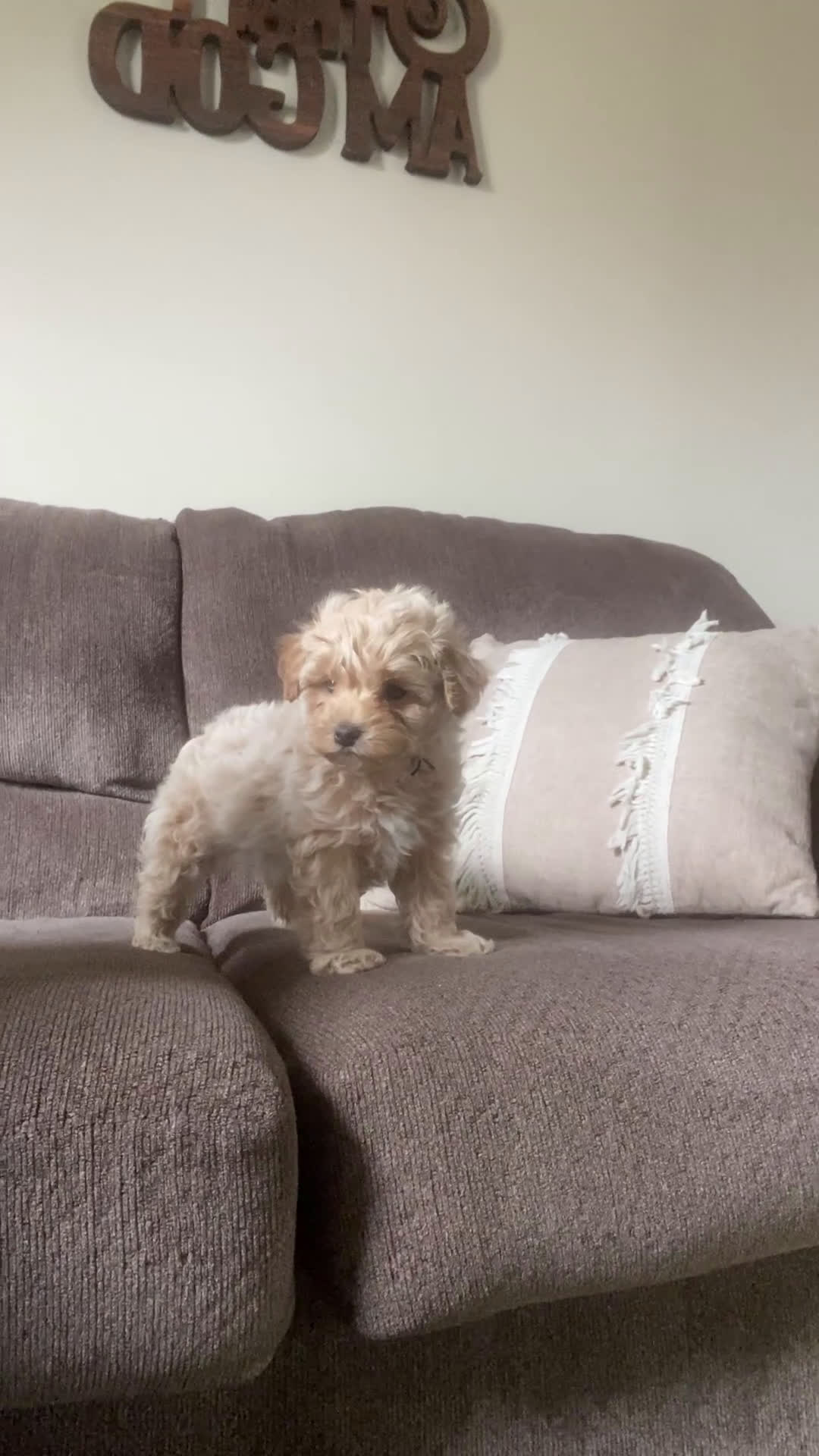 Maltipoo dogs for sale: ♥️Sweet Hank♥️ - Video 2