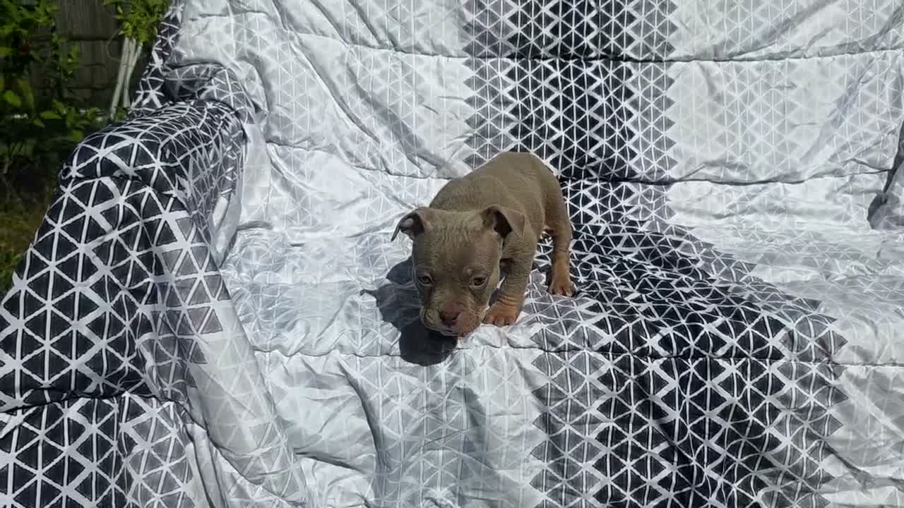 American Bully dogs for sale: Female 1 - Video 1