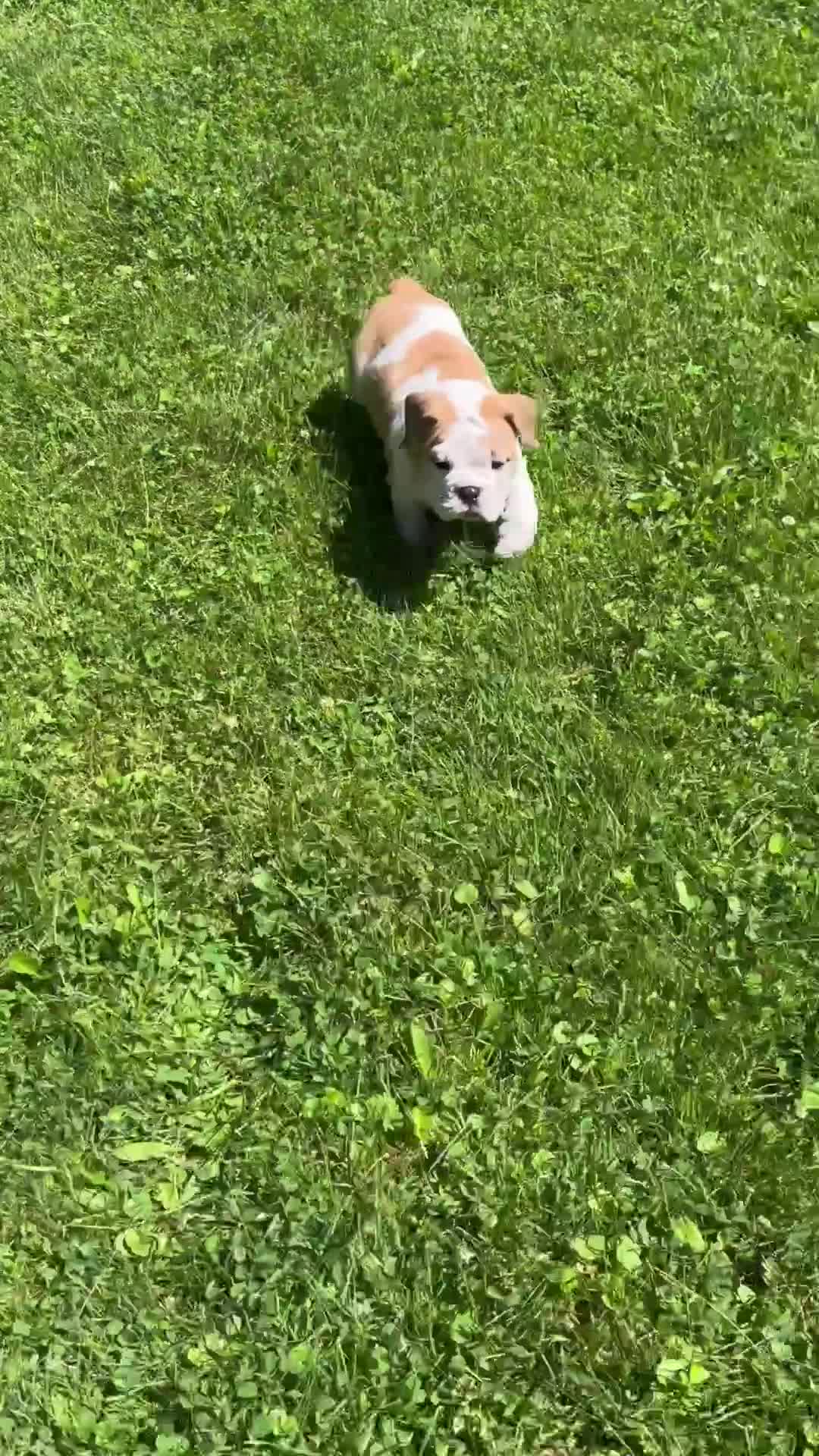 English Bulldog dogs for sale: Sky - Video 1