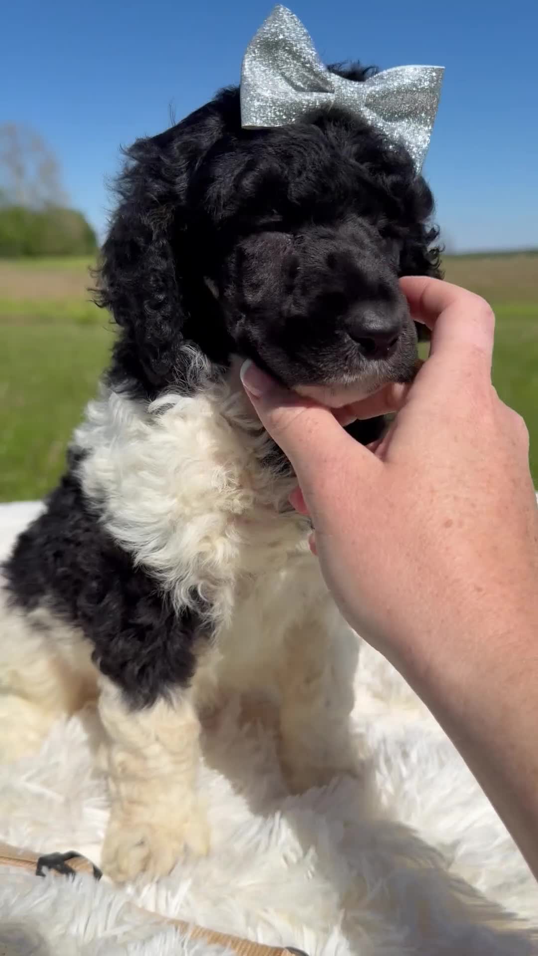 Standard Poodle dogs for sale: Flora - AKC Tri Parti - Video 1