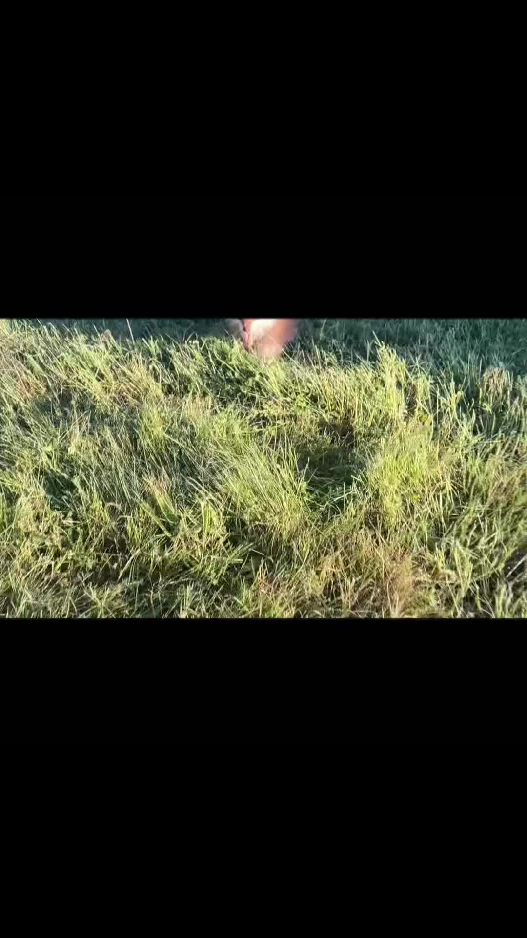 Pomeranian dogs for sale: Cocoa Candy  - Video 1