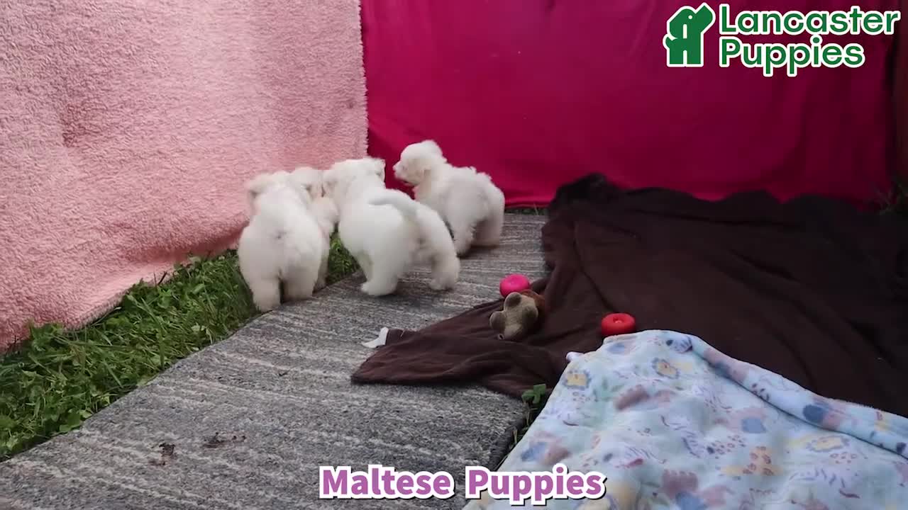 Maltese dogs for sale: Nicole - Video 1