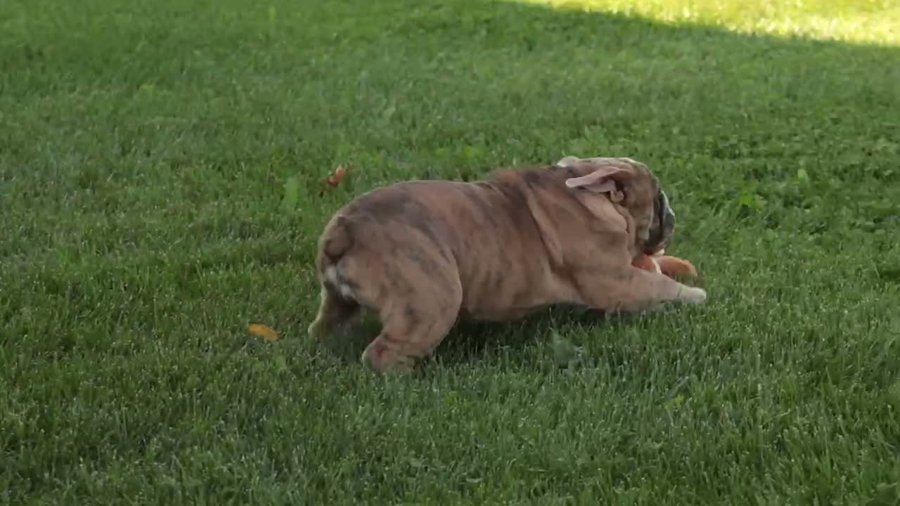 English Bulldog dogs for sale: Delsie English Bulldog leash trained and crate training in progress - Video 1