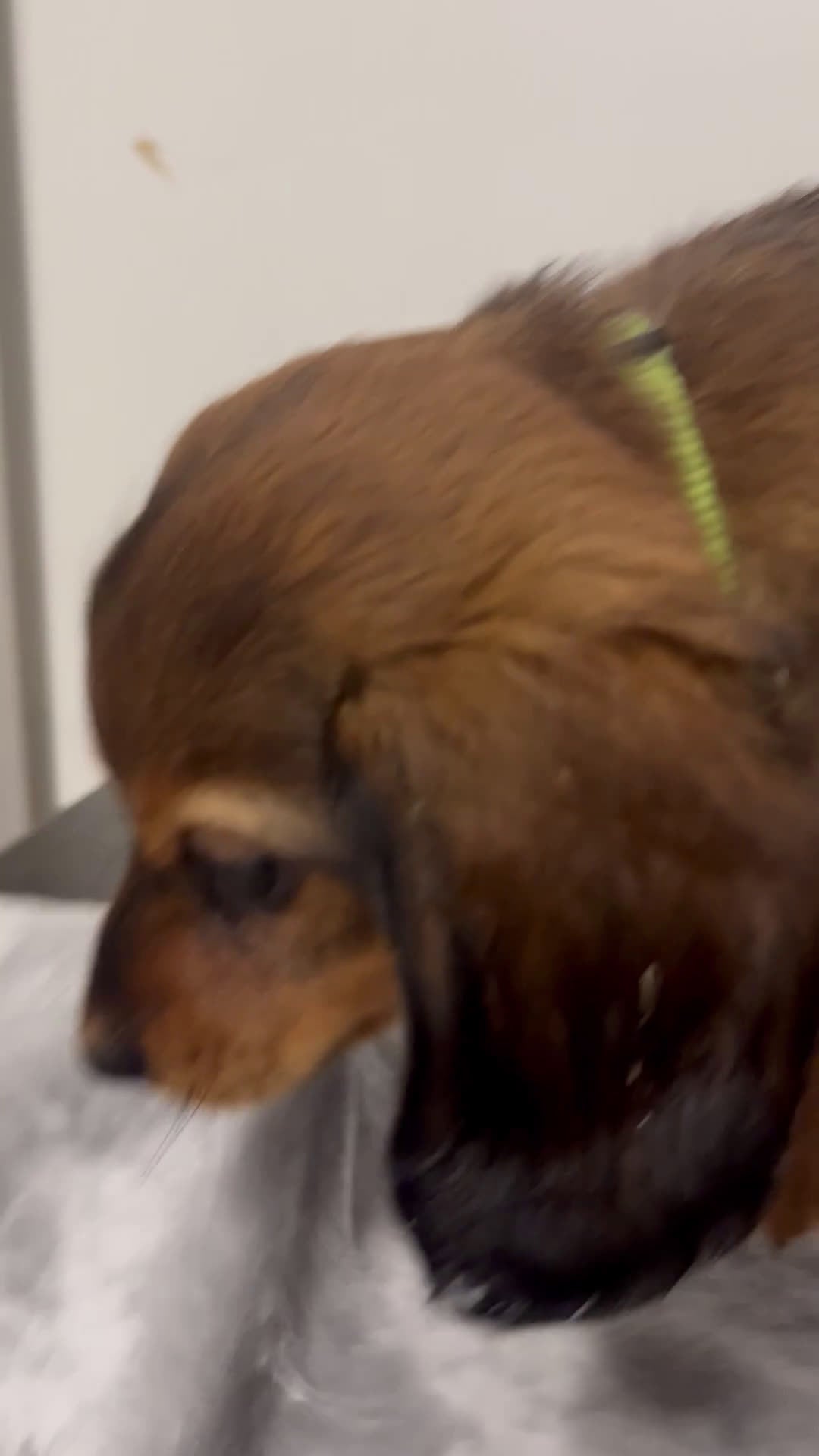 Miniature Dachshund dogs for sale: Miniature Dachshund girly - Video 1