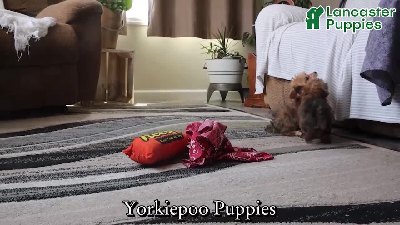 Yorkiepoo dogs for sale: Tiny - Video 1