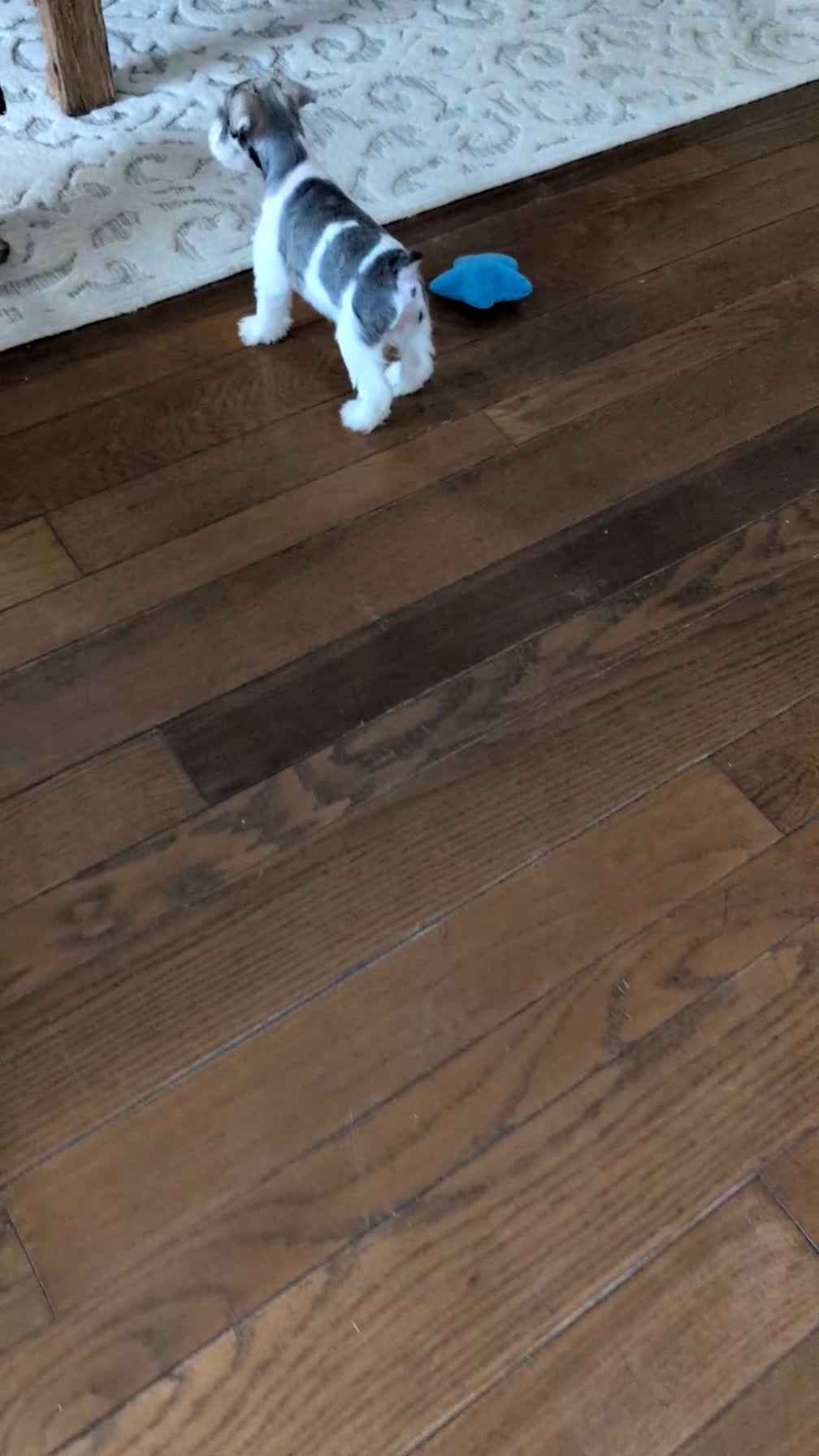 Miniature Schnauzer dogs for sale: Macy - Video 1