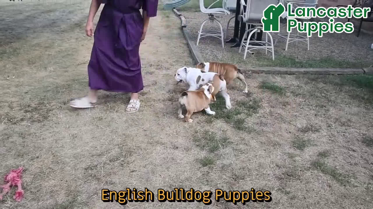English Bulldog dogs for sale: Reagan - Video 1