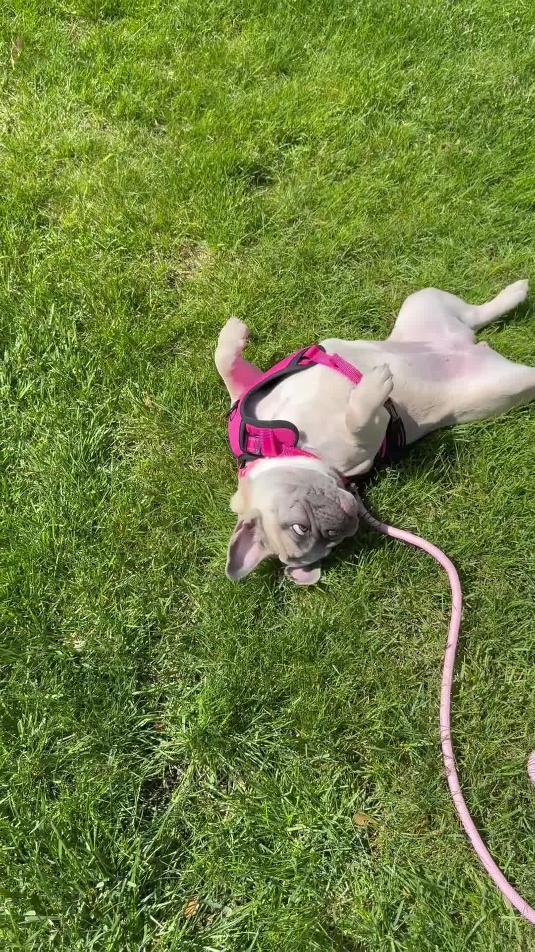 French Bulldog dogs for sale: Stella - Video 1