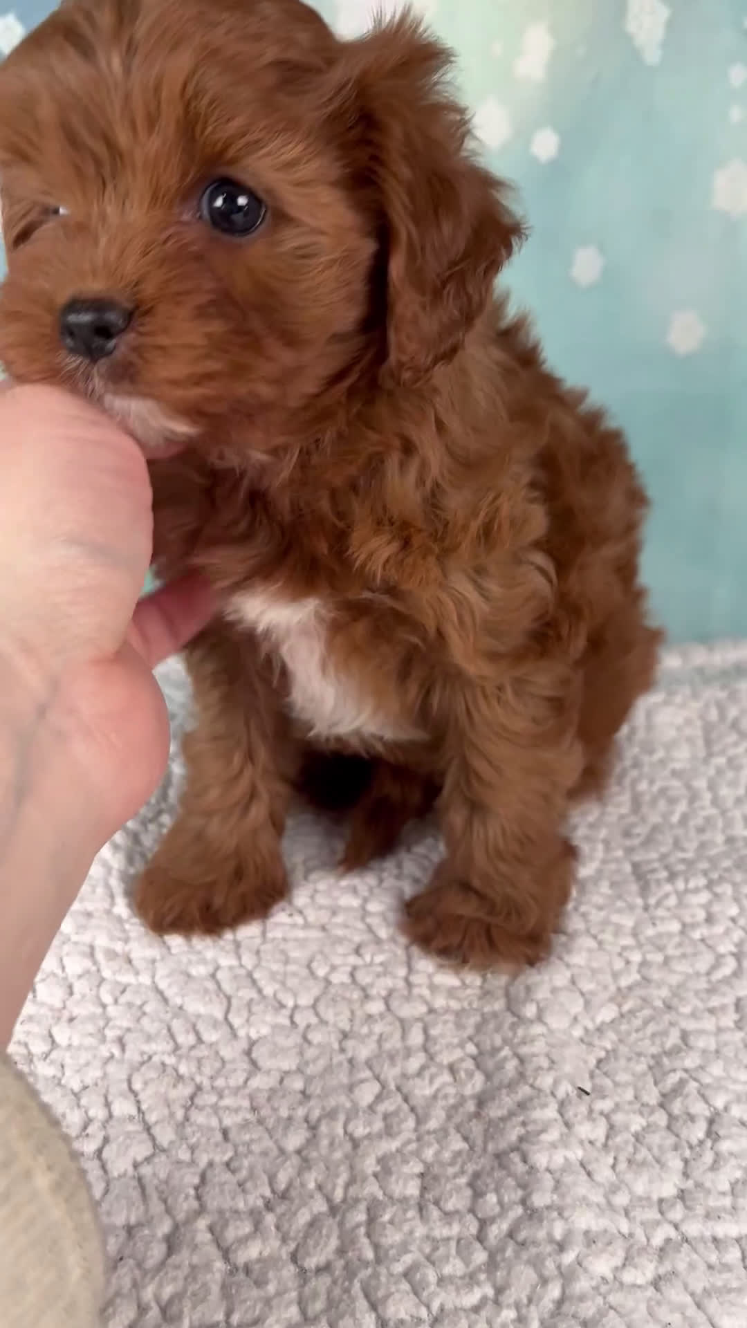 Cavapoo dogs for sale: Echo - Video 1