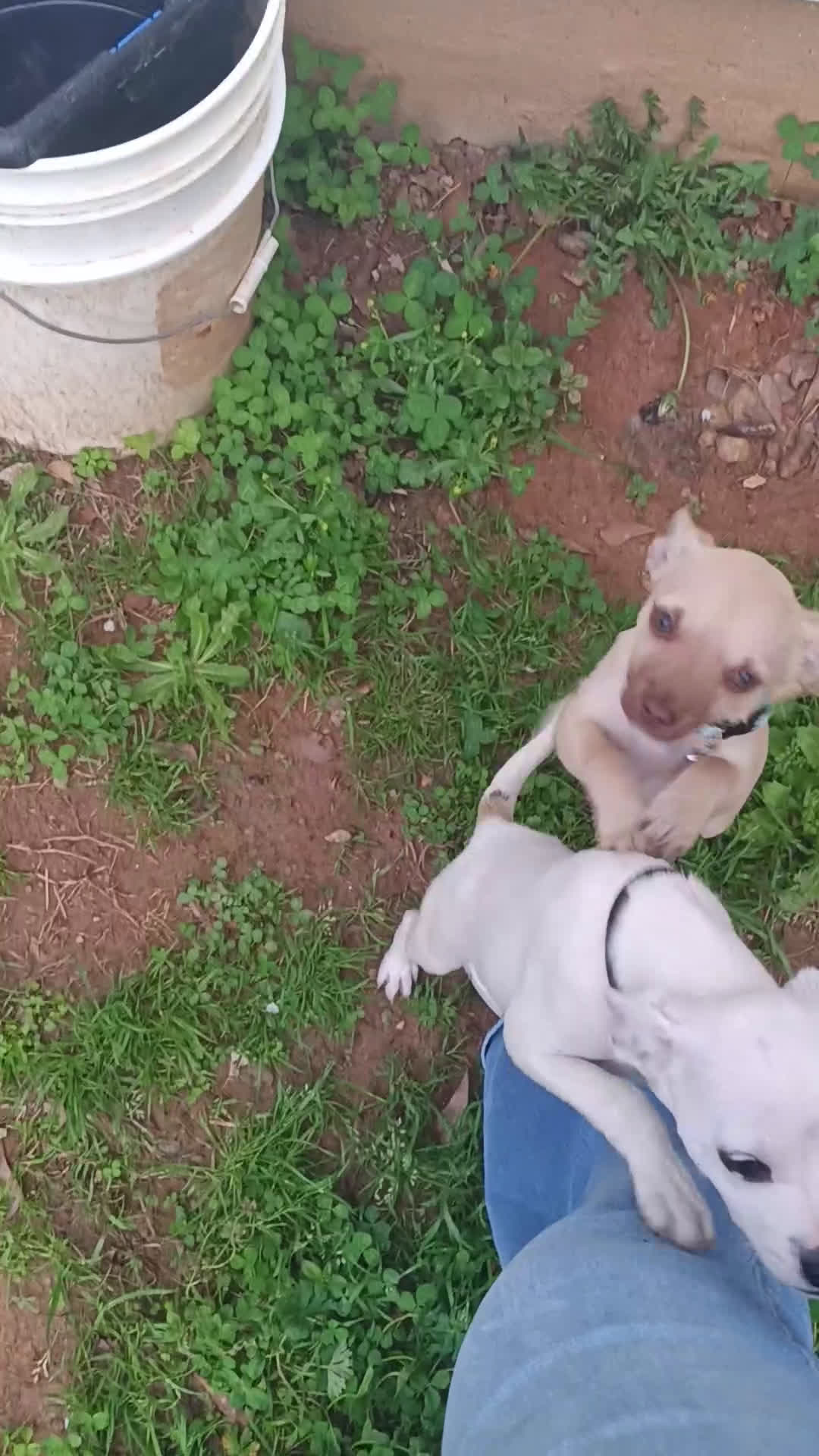 Chihuahua dogs for sale: Chihuahua Puppy 2 - Video 1