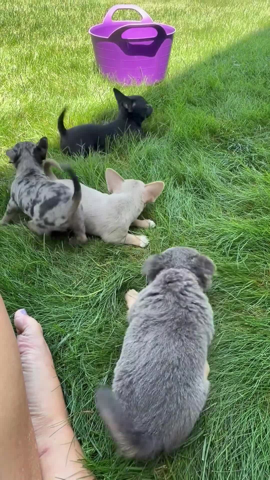 Chihuahua dogs for sale: Tony - Video 1