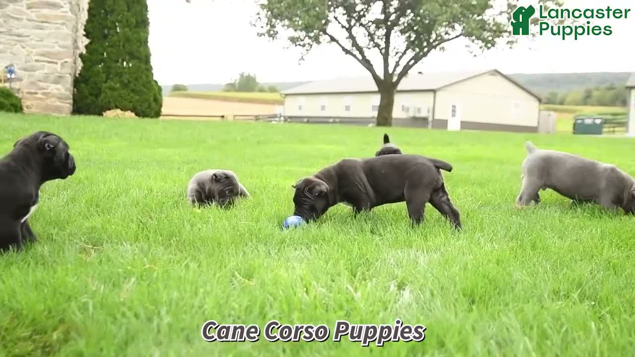 Cane Corso dogs for sale: Rose  - Video 1