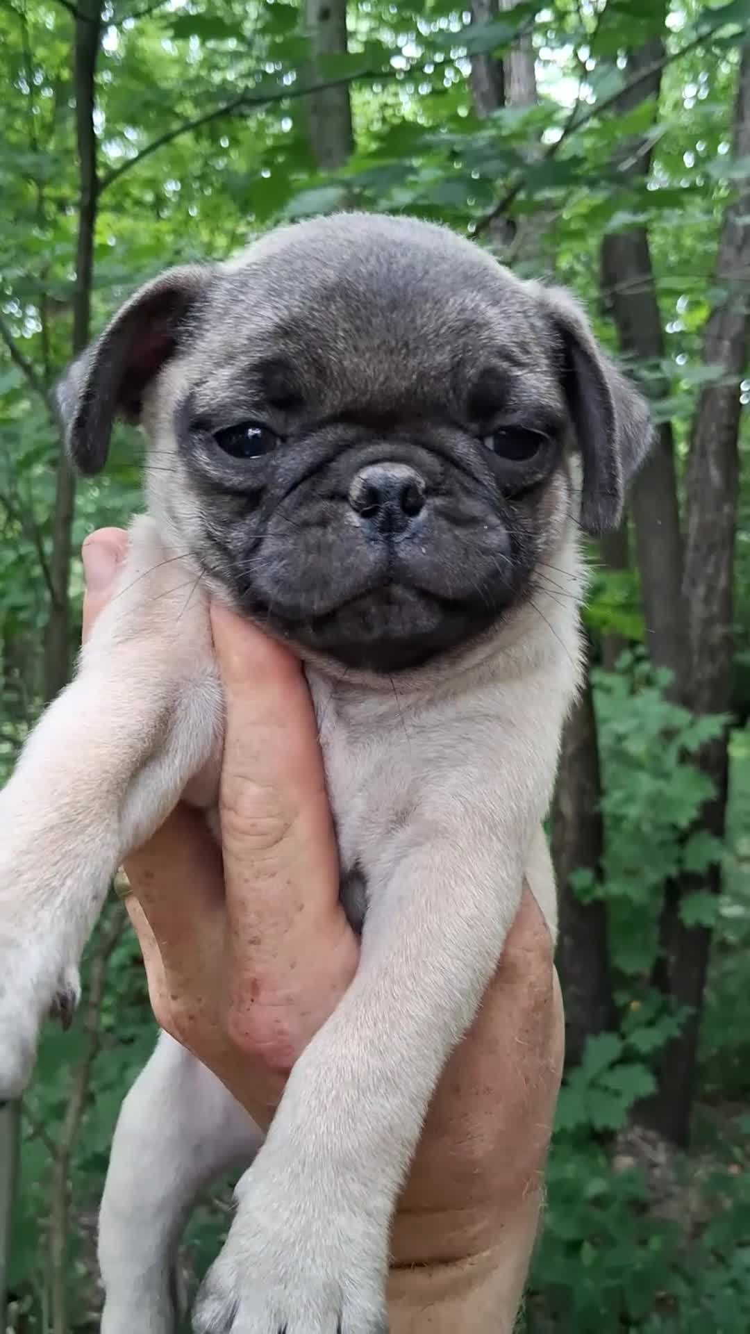 Pug dogs for sale: Pug 2 - Video 1