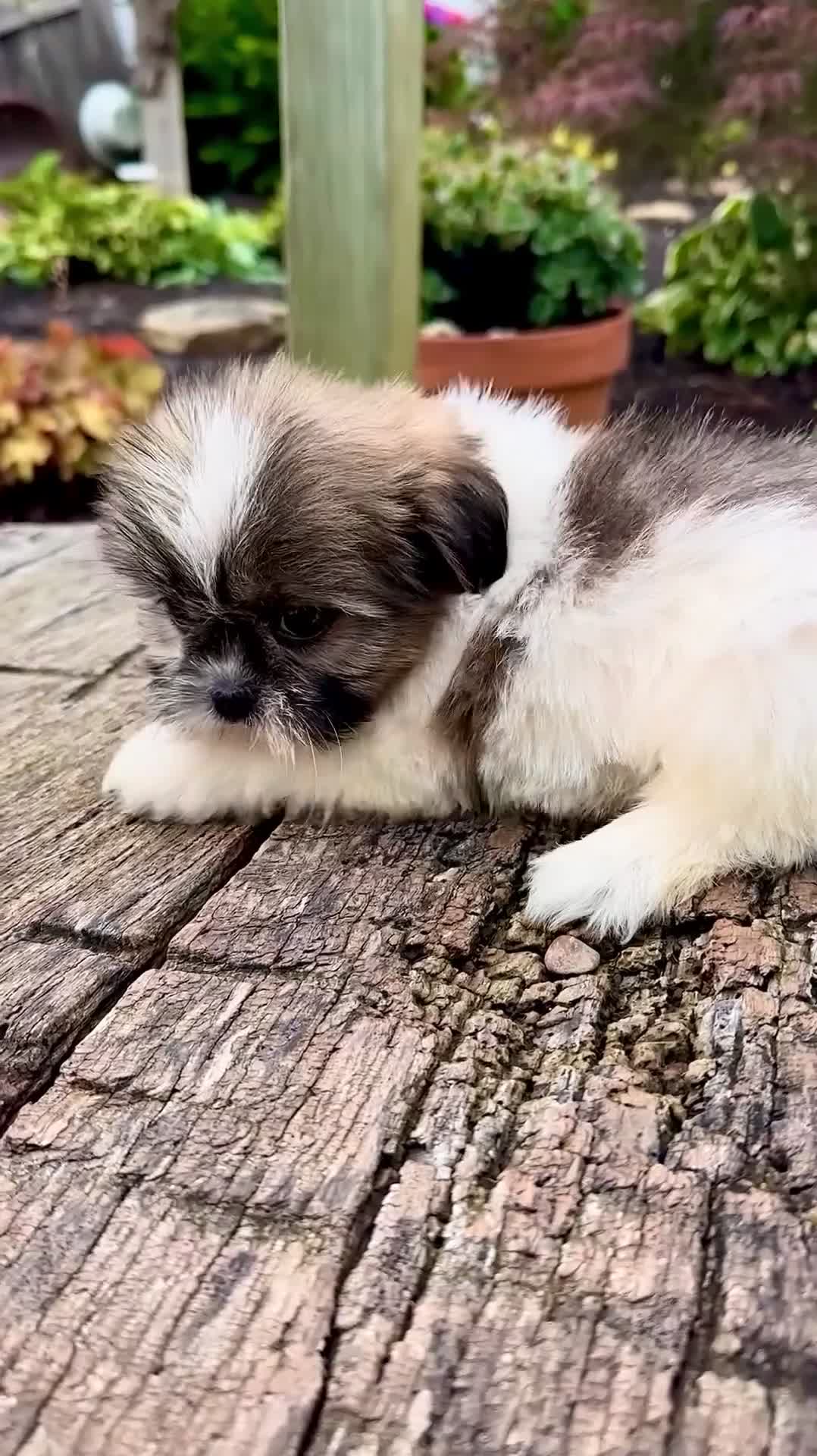Shih Tzu dogs for sale: Girl Roxy - Video 1