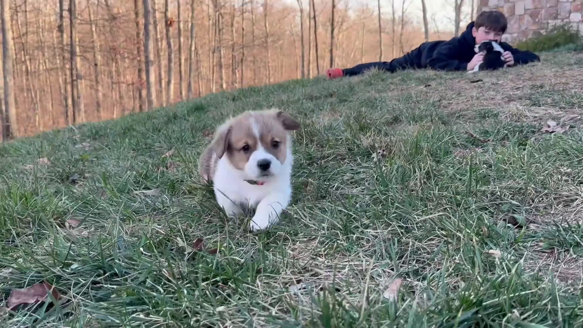 Welsh Corgi Pembroke dogs for sale: Lilo - hot pink - Video 1