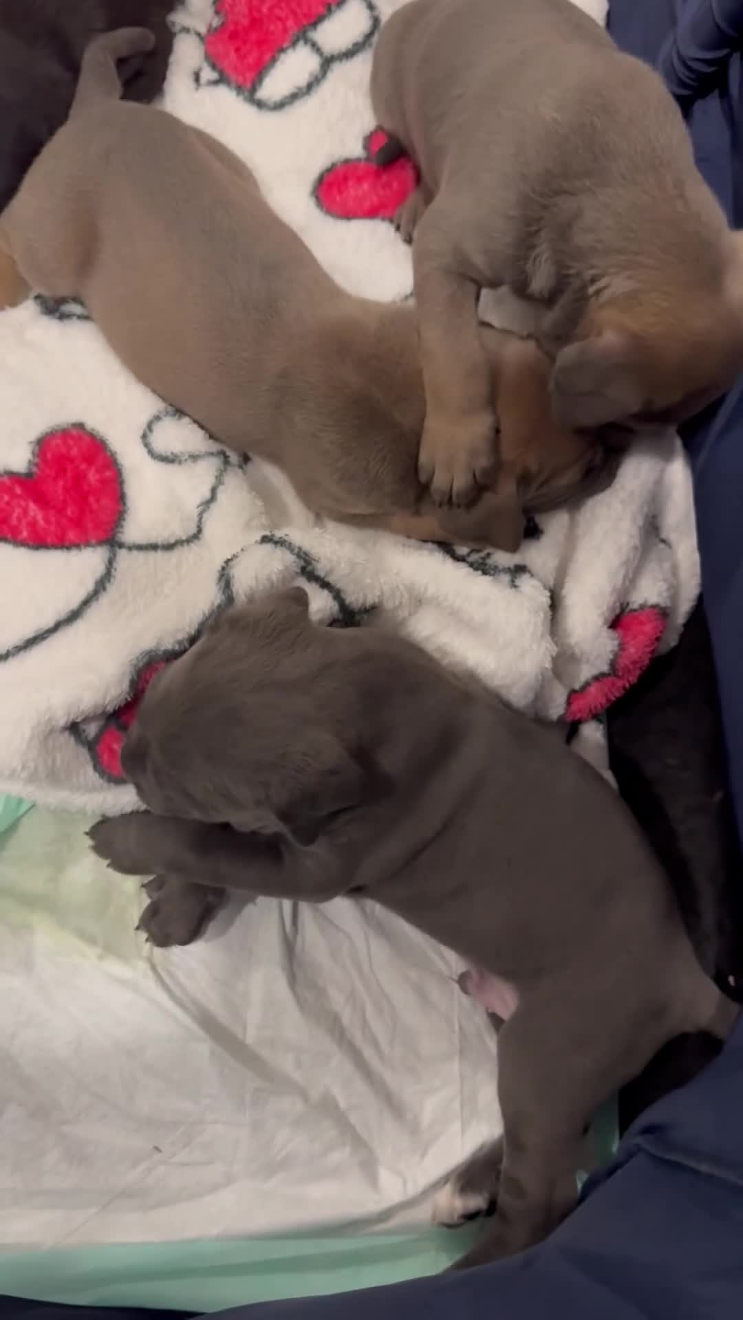 Cane Corso dogs for sale: Cane Corso 1 - Video 1