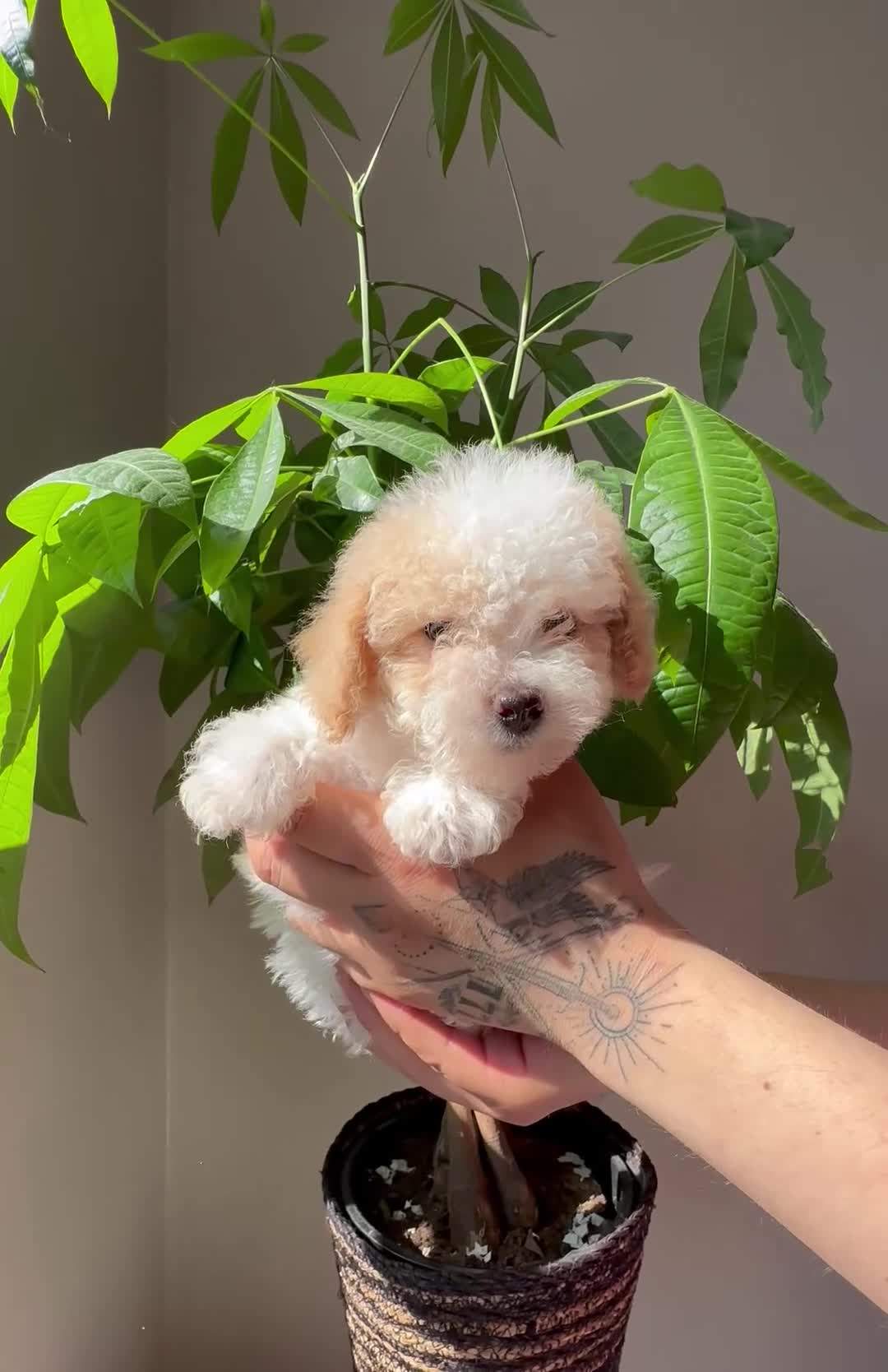 Maltipoo dogs for sale: Maltipoo 3 - Video 2