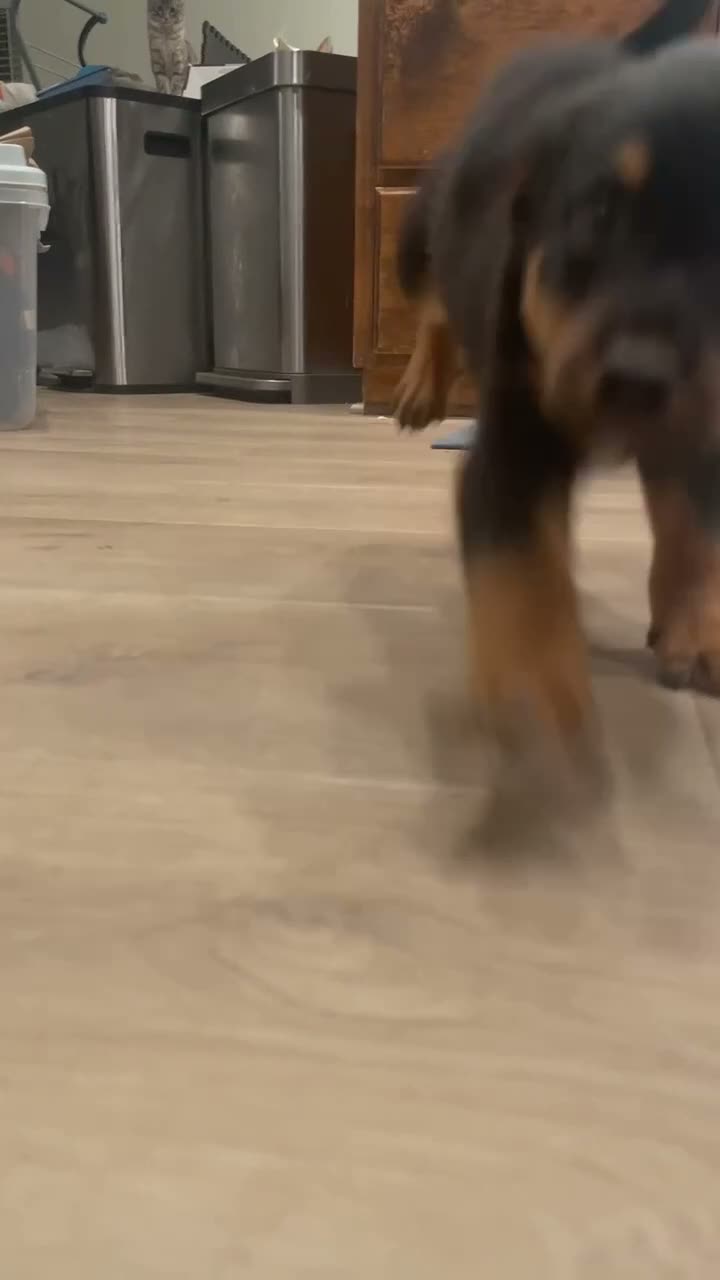 Mixed Breed dogs for sale: boy 4 Rumor - Video 1