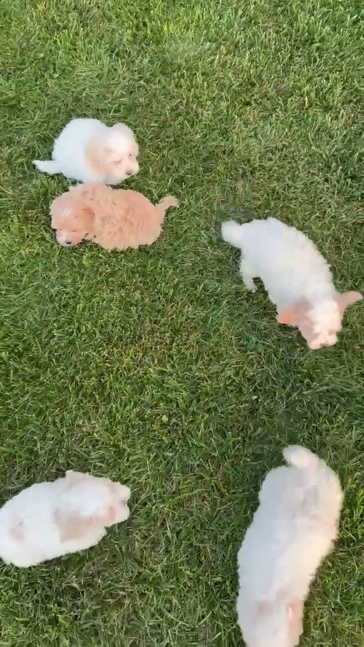 Maltipoo dogs for sale: Murphy - Video 4