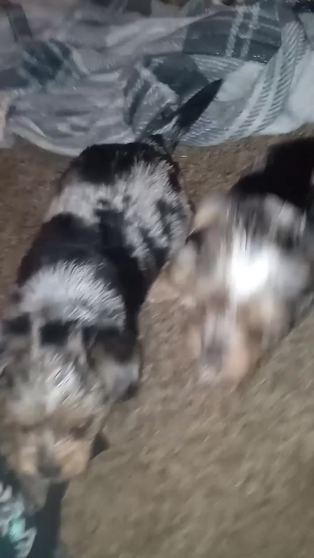 Yorkshire Terrier dogs for sale: Yorkshire Terrier Puppy 1 - Video 1