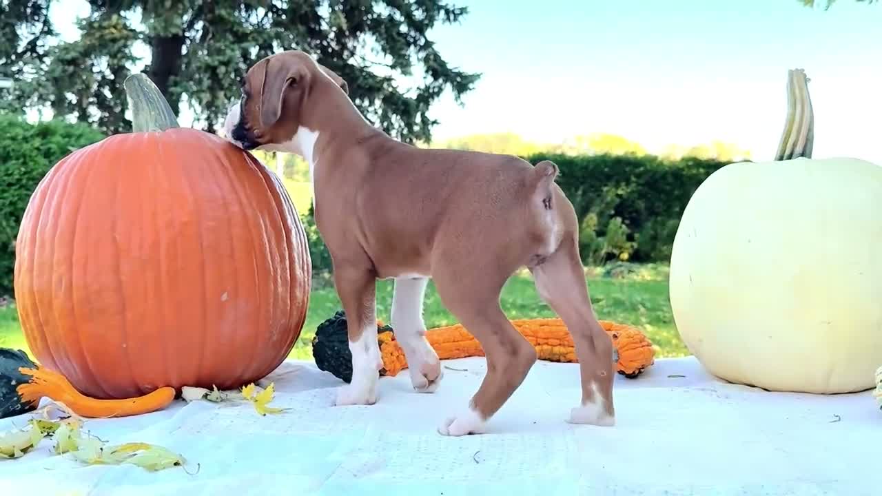 Boxer dogs for sale: Osage Boxer - Video 1