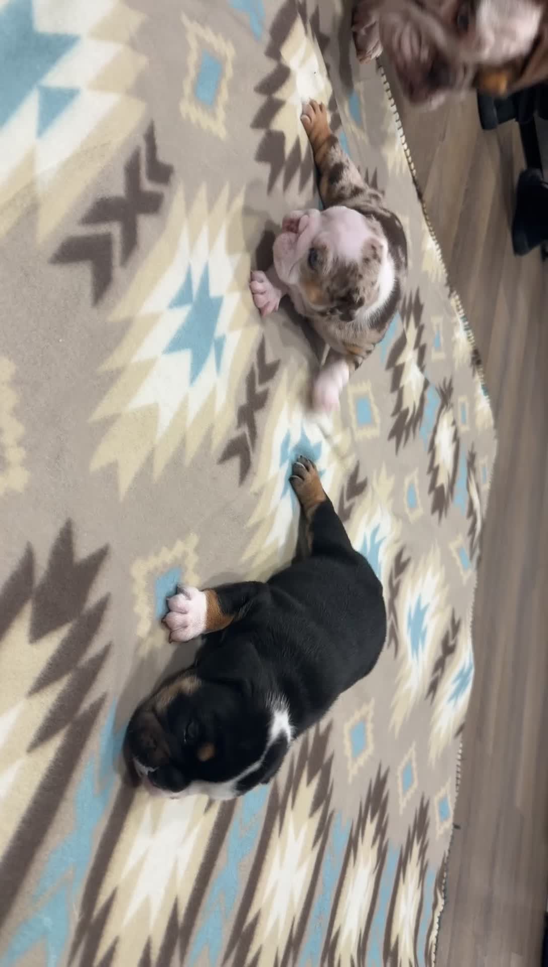 English Bulldog dogs for sale: Male Black Tri - Video 4