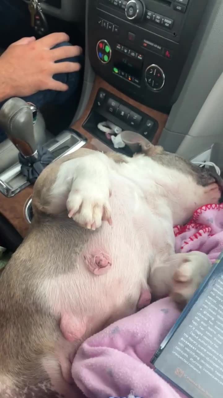French Bulldog dogs for sale: Journey - Video 4
