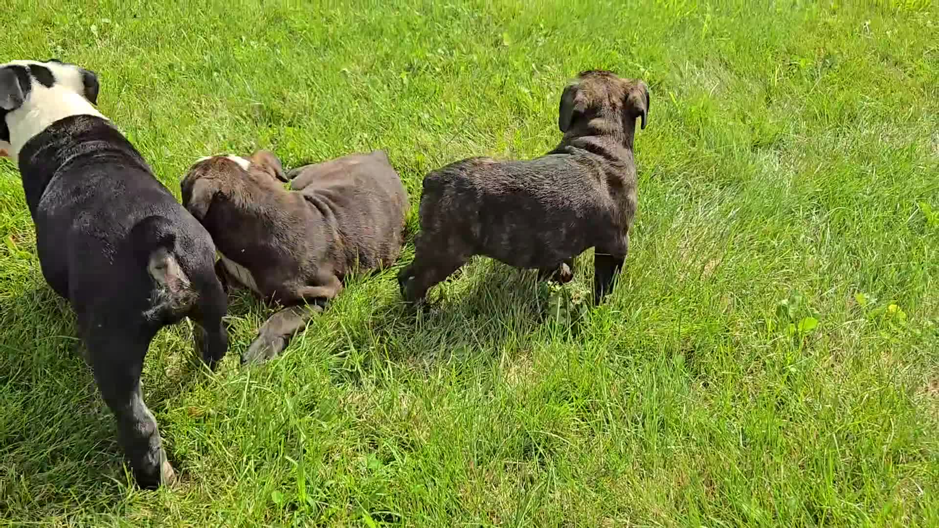Olde English Bulldogge dogs for sale: Ed - Video 1